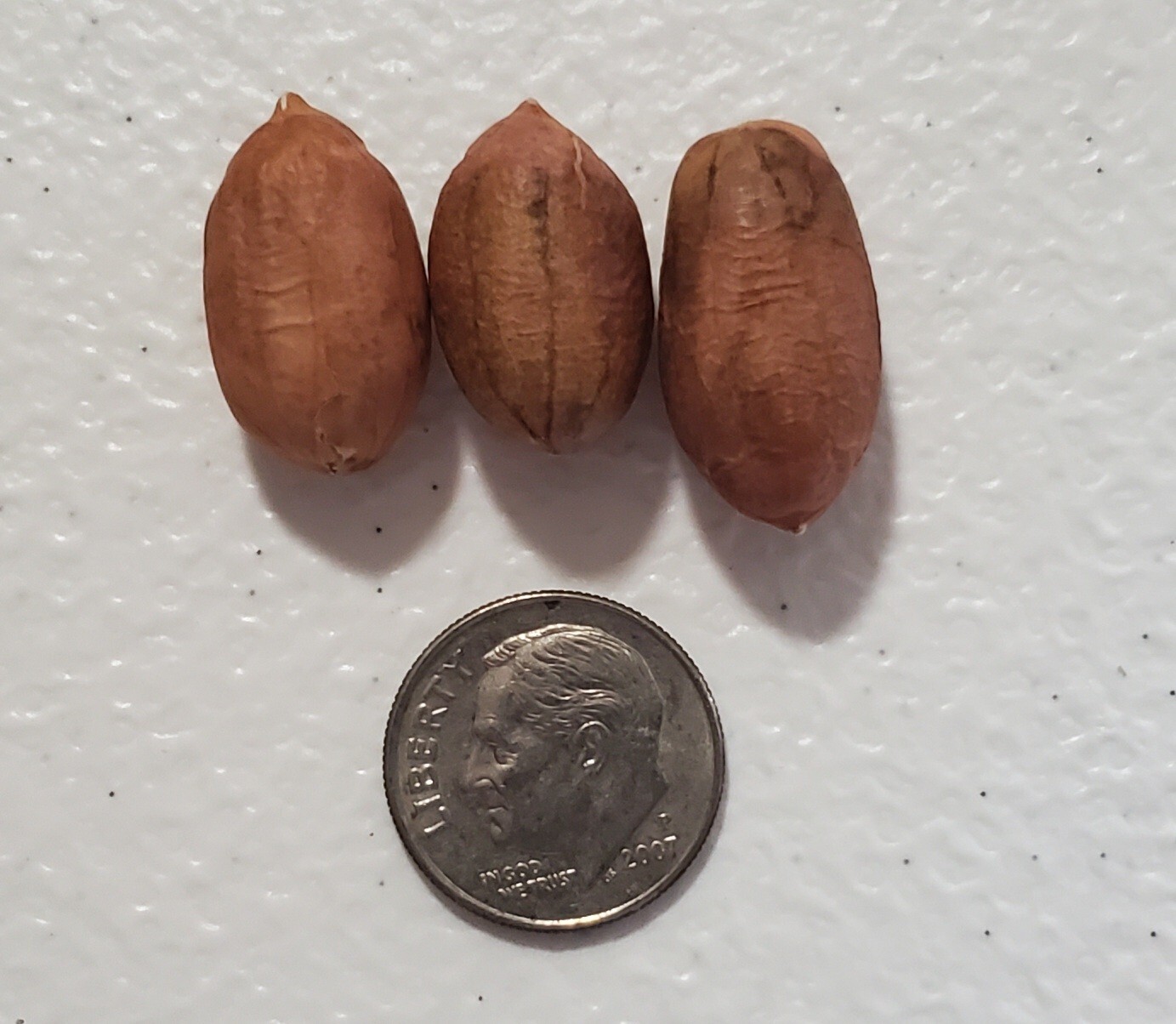 1 Lb In Shell (300 when shelled) Virginia Jumbo Peanut Seeds Heirloom Non GMO