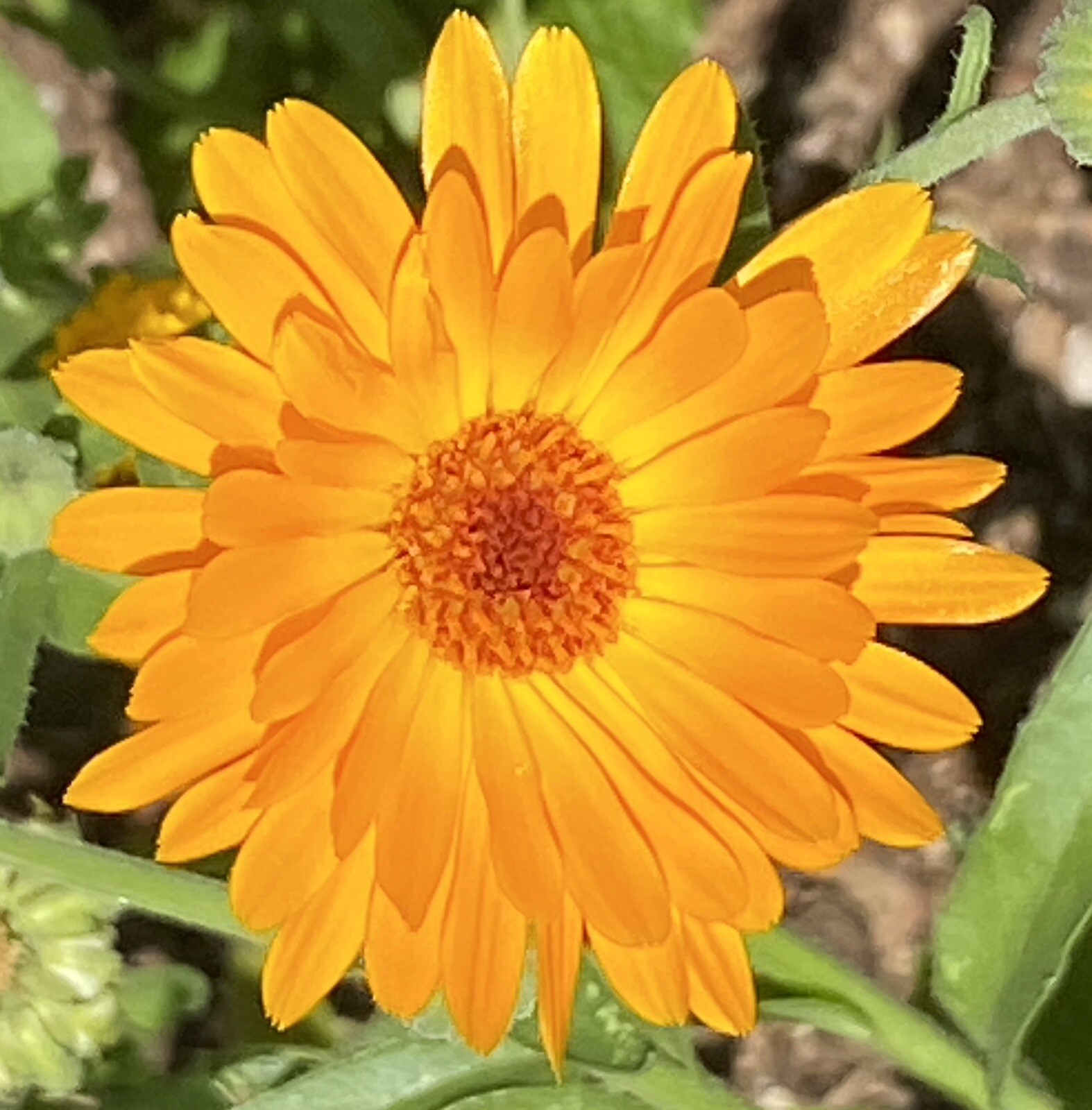 800 + Calendula Flower Seeds Medicinal Herb Inflammation Skin Care Garden Mix