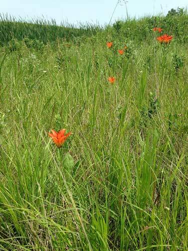 Lilium philadelphicum | Philadelphia, Prairie or Wood Lily | 10 Seeds