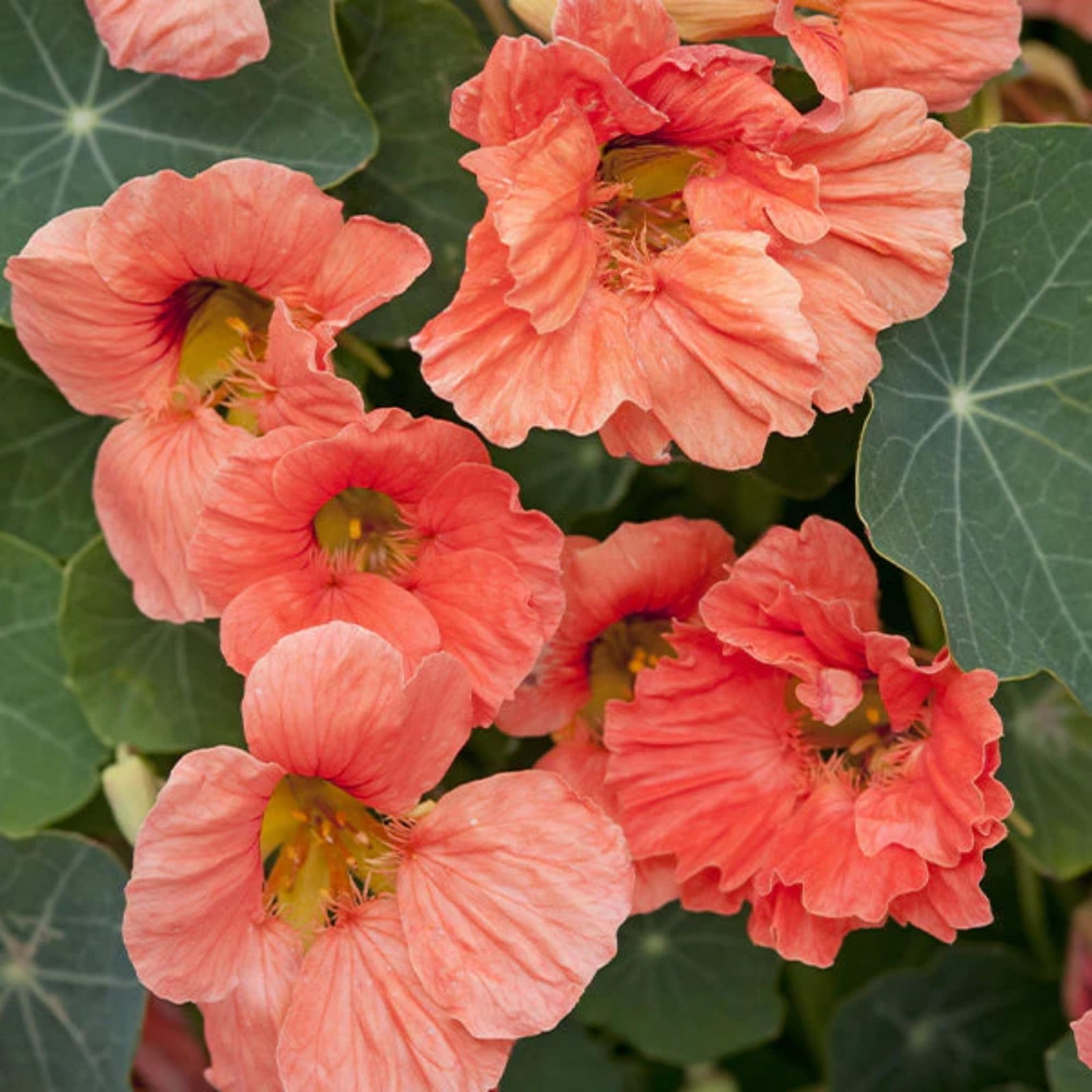 150 PCS Rare Nasturtium Seeds Mixed Tropaeolum Majus Attract Pollinator