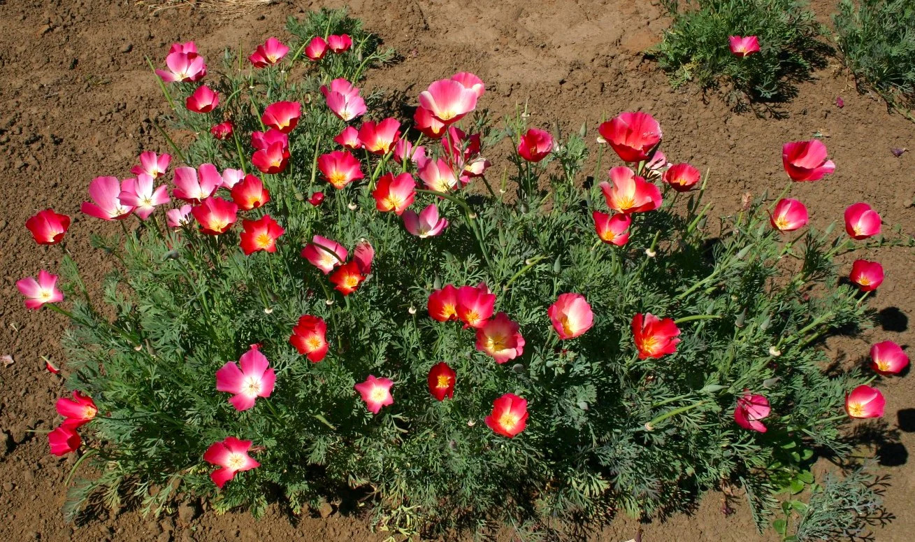 Carmine California Poppy Seeds | Pink Rose Purple Flower Seed 2024 Fast Shipping