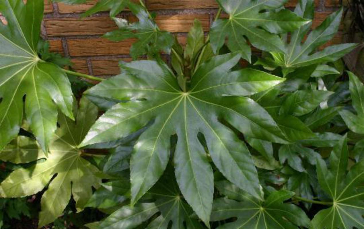 1-1000 PCS Paperplant Tree Seeds Japanese Aralia Fatsia Japonica Shrub Vine 0173