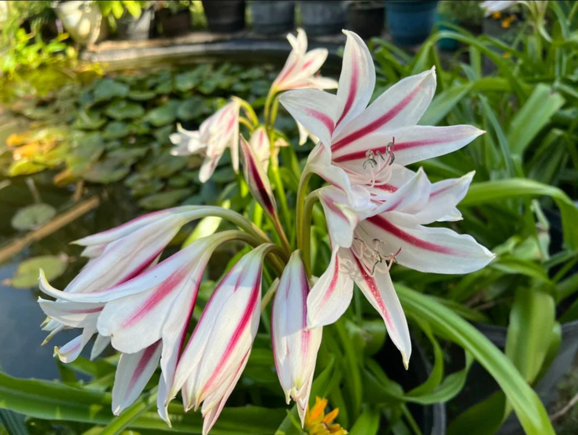 Live Red and White Crinum Lily Bulbs – 1 Count – Flowering Bulb