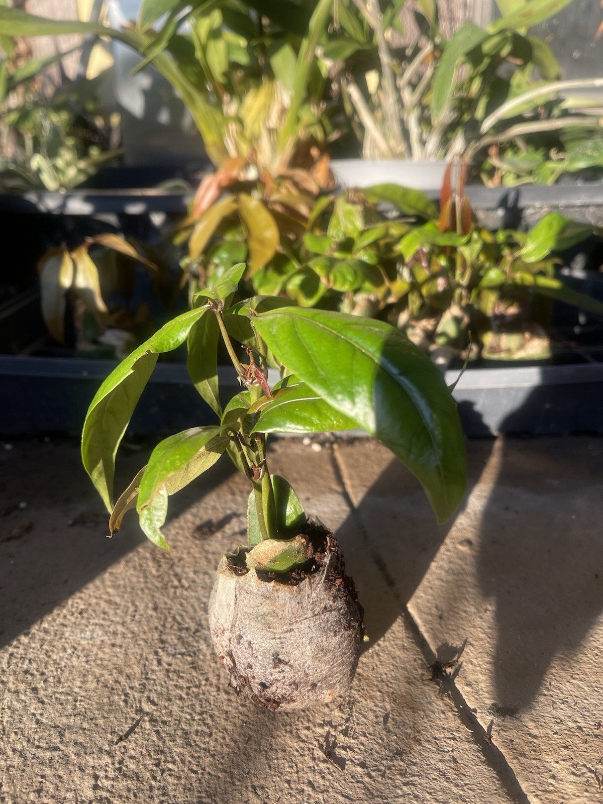 Guama (Ice-Cream Bean) Cuanijiquil, Paterna, Inga Plant