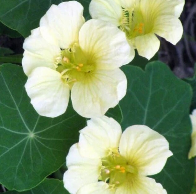 Nasturtium MOONLIGHT Creamy White Moon Edible Flowers HEIRLOOM Non-GMO 10 Seeds!