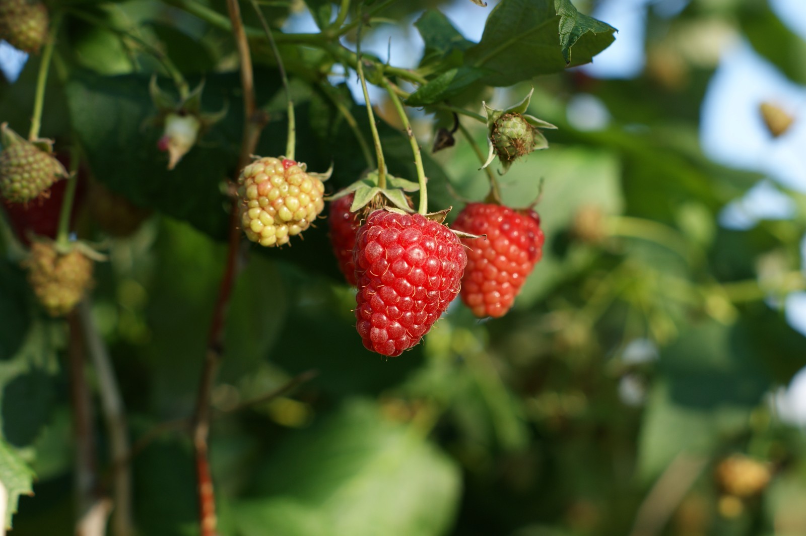 6 joan J Raspberry