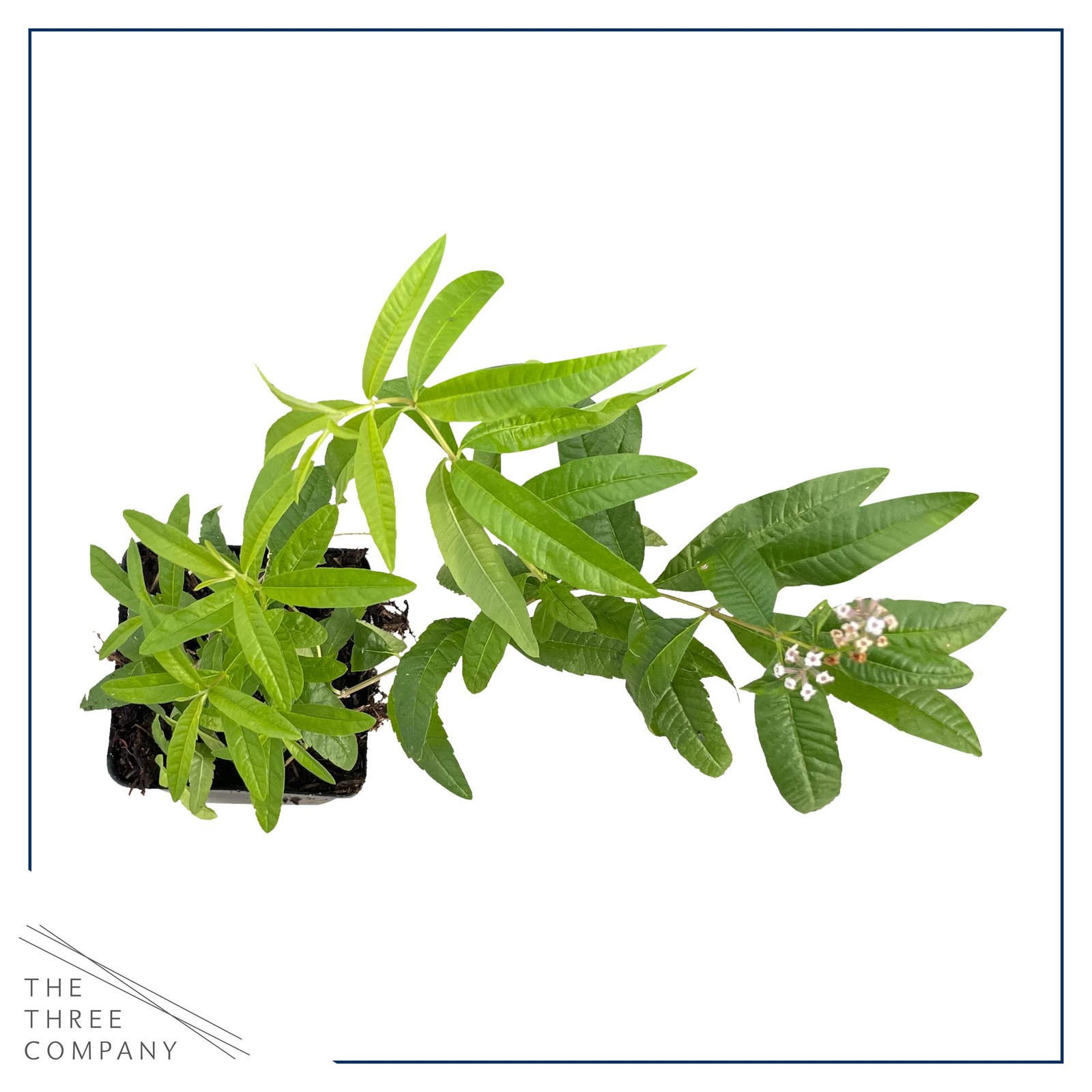 Live Aromatic and Edible Herb Lemon Verbena 4 Per Pack Naturally Improves S…