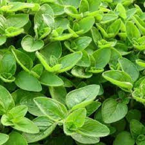 Premium Sweet Marjoram – Fresh Organic Heirloom Seed – Buy any 3 var, 20% off!