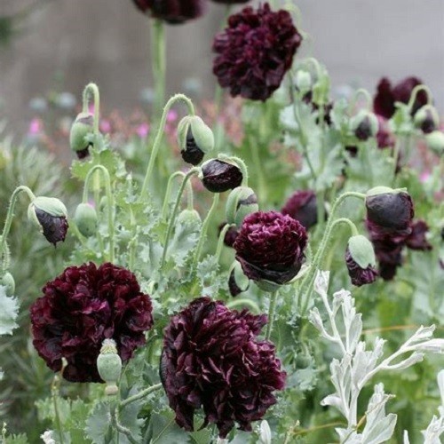Black Cloud Peony Poppy Seeds Double Petalled Black Papaever somniferum Heirloom