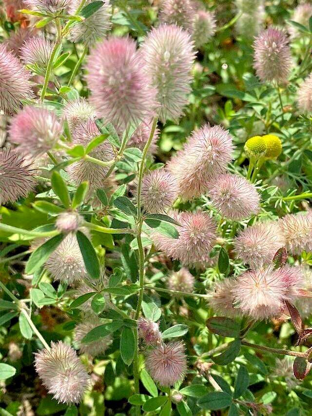RABBIT’S FOOT CLOVER 200 SEEDS, TRIFOLIUM ARVENSE, FUZZY BUNNIES, EZ TO GROW