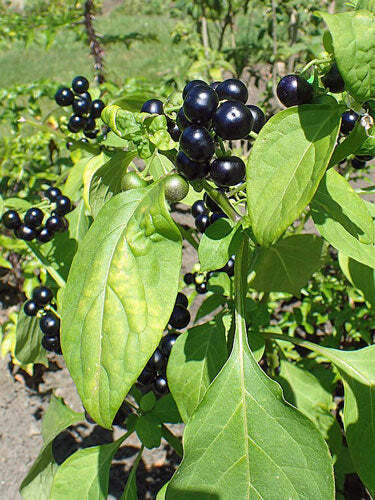 Solanum scabrum | Garden Huckleberry | 10 Seeds