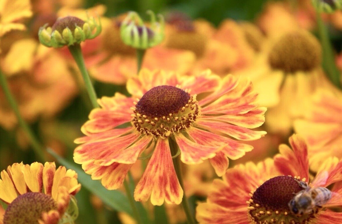 Helenium Autumnale, Large-Flowered Sneezeweed – 100 seeds 2024 – USA