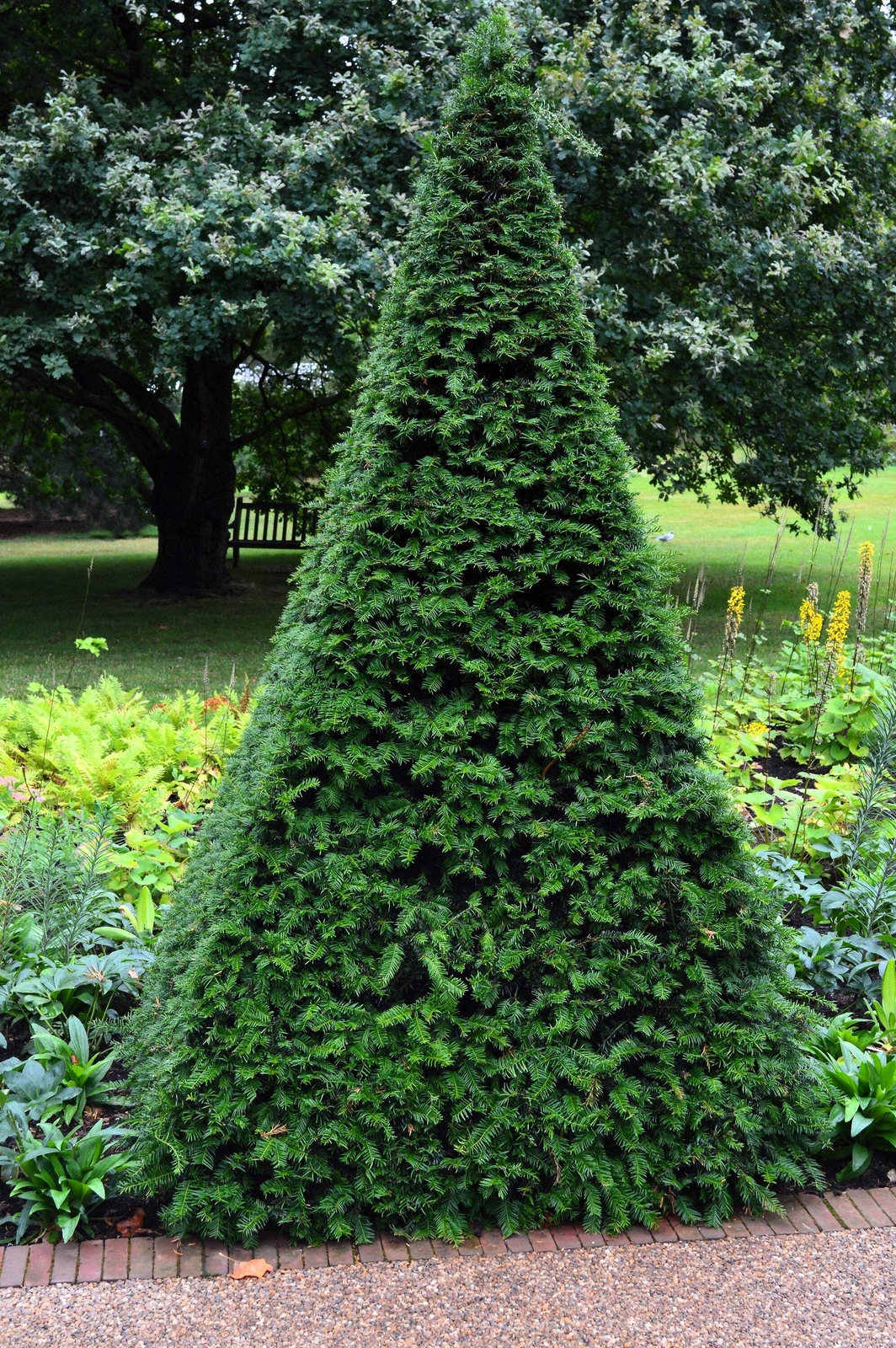 10 ENGLISH YEW Taxus Baccata Tree Shrub Conifer Sun or Shade Red Ornamental Berr