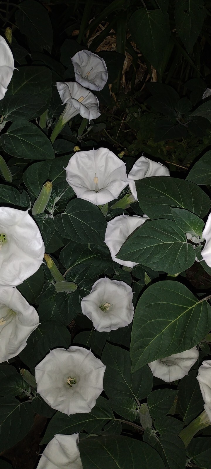 MOONFLOWER ANGEL TRUMPET 100 SEEDS~HUGE BLOOMS~EASY TO GROW 🪴 FREE SHIPPING