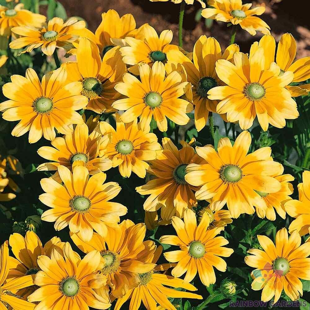 200+ Green Eyes Rudbeckia Seeds for Garden Planting – USA – FREE SHIPPING!