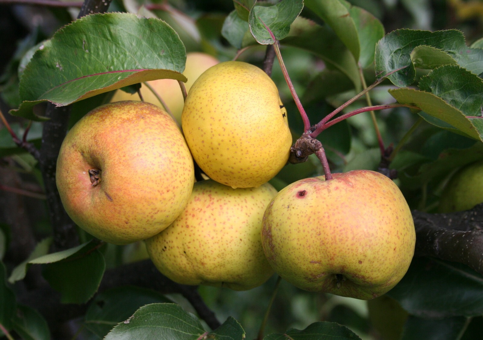 Chinese Pear, (Ussurian Pear), Pyrus ussuriensis, Tree Seeds (Fast, Edible)
