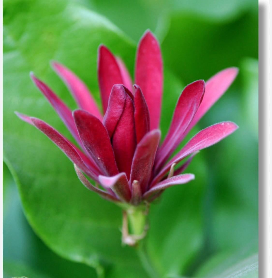 Buy One Get One FREE – Sweet Shrub / 1 Gal – Flowers Smell Like Juicy Fruit !
