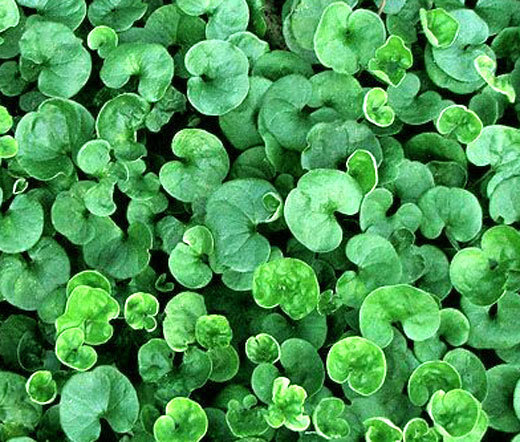 DICHONDRA Dichondra Repens – 1,000 Bulk Seeds