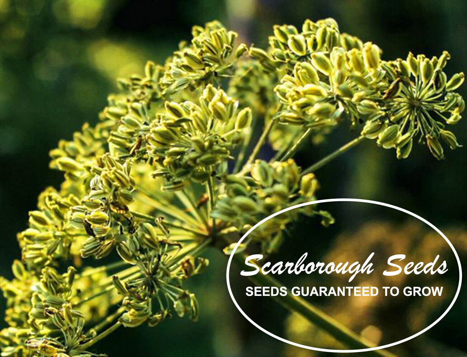 Scarborough Seeds 250 CUMIN SEEDS NON-GMO HEIRLOOM OPEN-POLLINATED HERB
