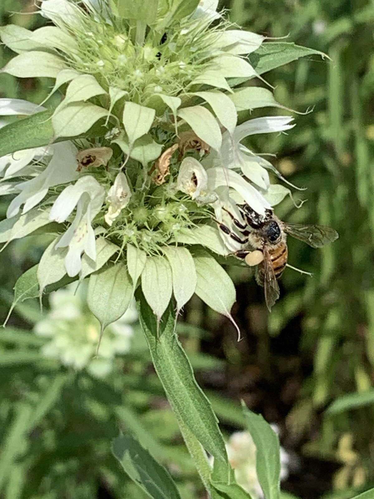 Lemon Beebalm Seeds. 100 plus seeds. Lemon Mint/Horsemint