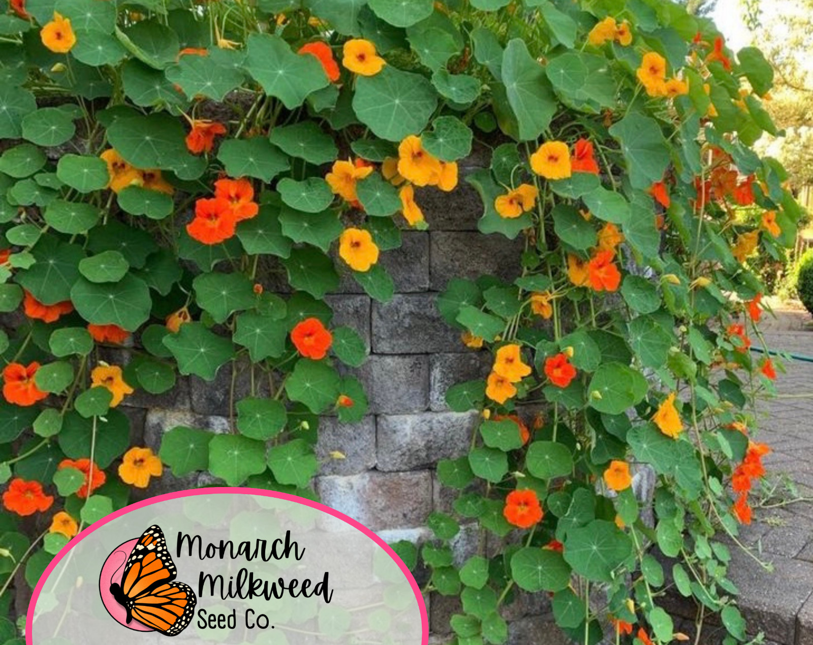 45+ Nasturtium Seeds ‘Jewel, Multicolored’ | Heirloom, Non-GMO, Flower Gardening