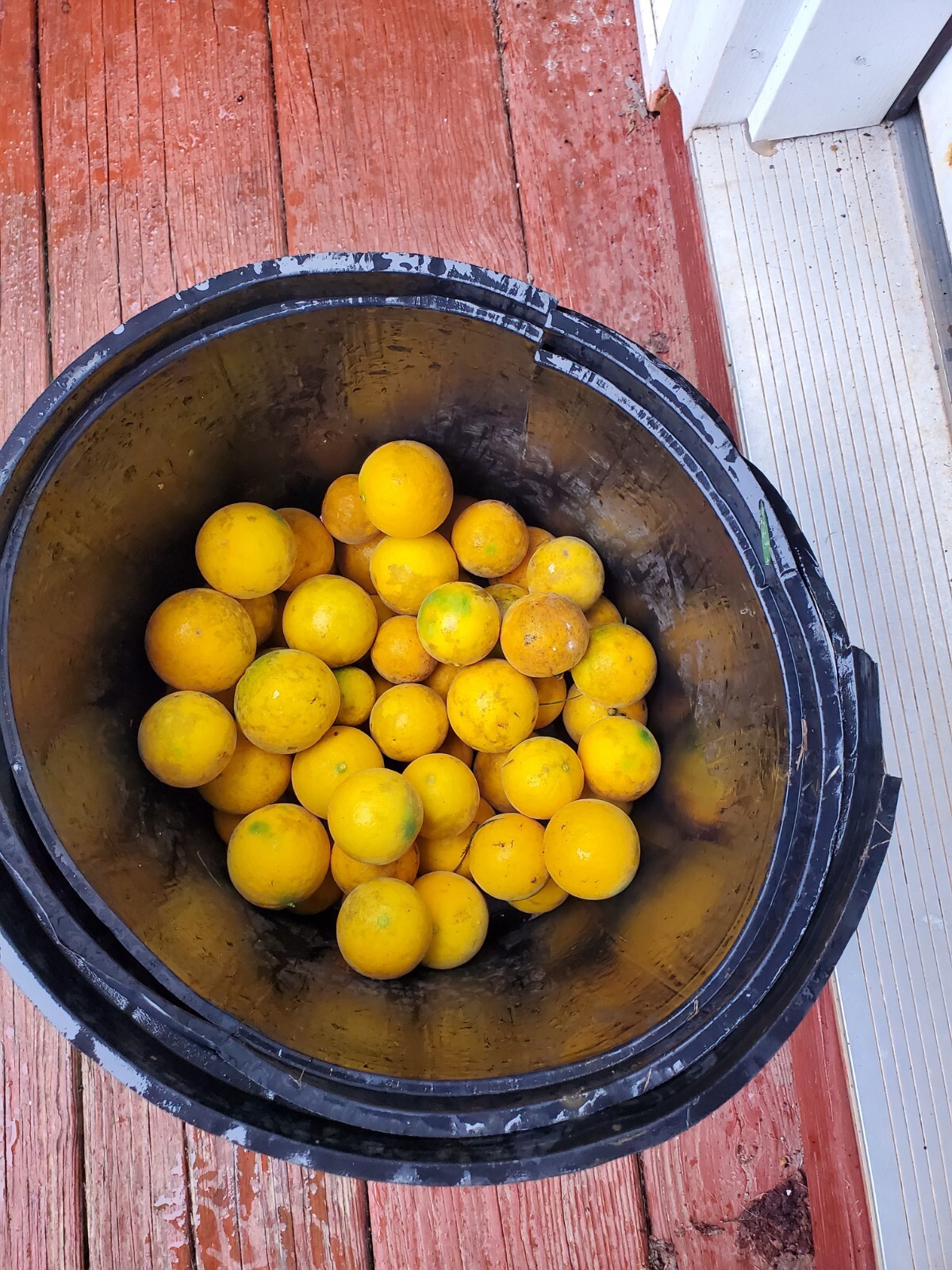 Poncirus Trifoliata Citrus Bush 🍊ACTUAL FRUIT SHIPPED Contain 100+ Seeds Inside