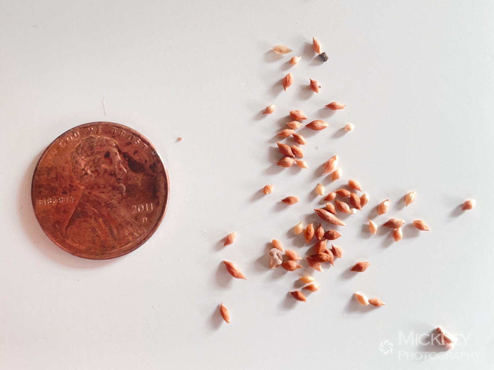 Oxalis convexula 20+ bulbils