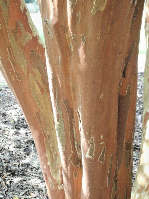 25 OSAGE CREPE MYRTLE SEEDS – Lagerstroemia india x fauriei ‘Osage’