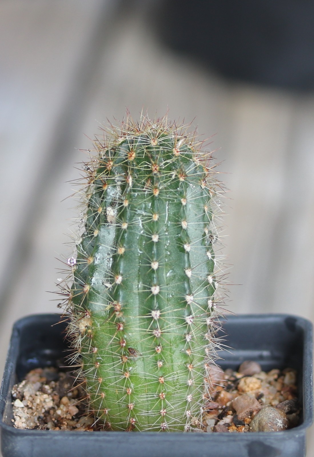 Echinopsis hybrid ‘Buergler Blau’