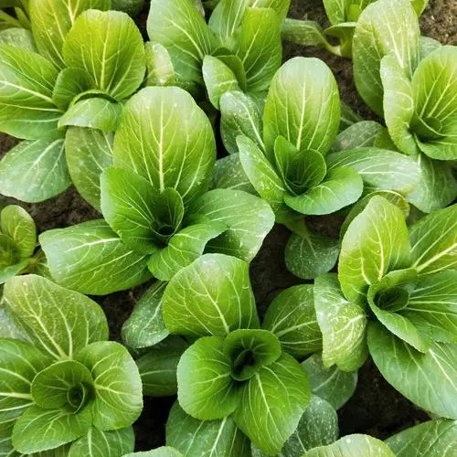 Brassica -Atlas Crisp