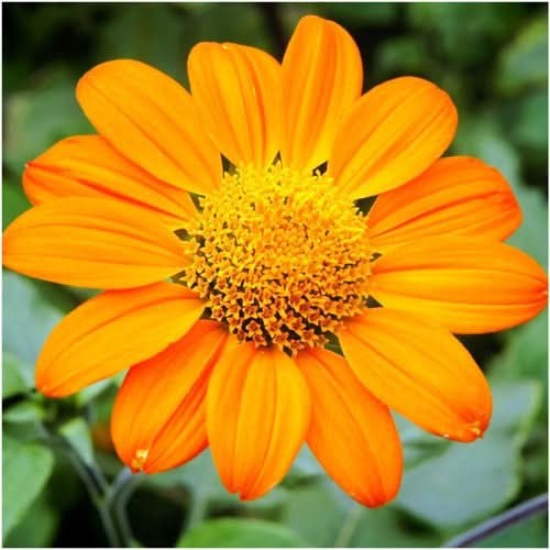 Mexican Torch Sunflower Seeds For Planting (Tithonia rotundifolia)
