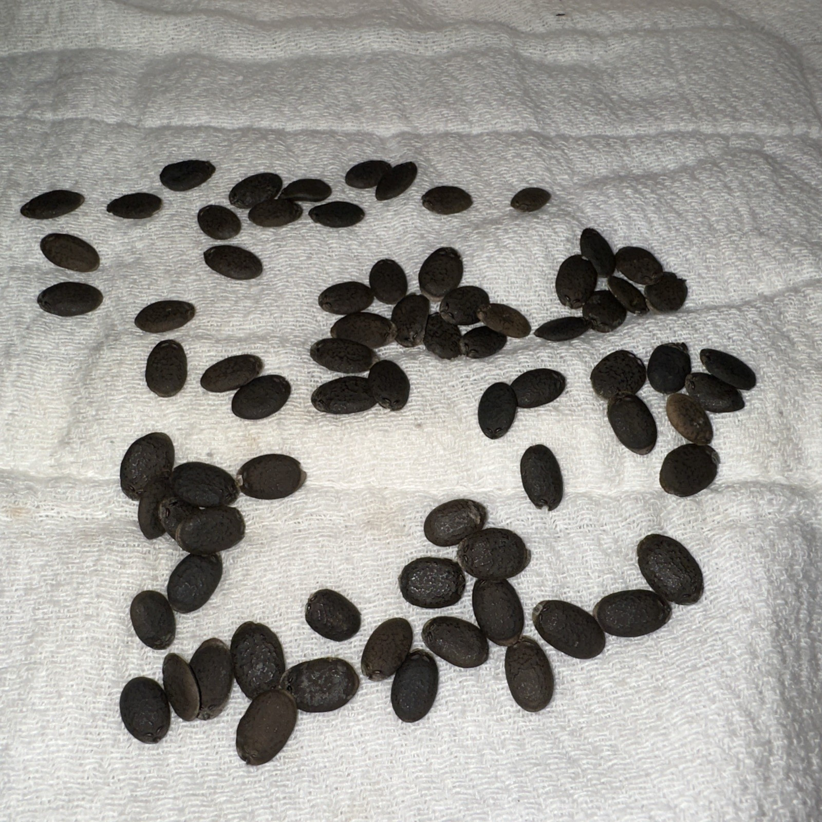 20+ LUFFA SEED 2025 HARVEST, 2026 PLANTING; SPONGE, SOAP CRAFT, SCRUBBER