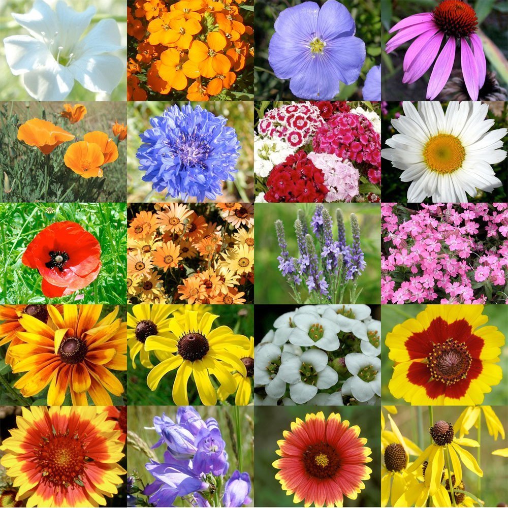Dry Land Wildflower Seed Mix, Arid or Drought Landscape, Dry Area, 20 Species