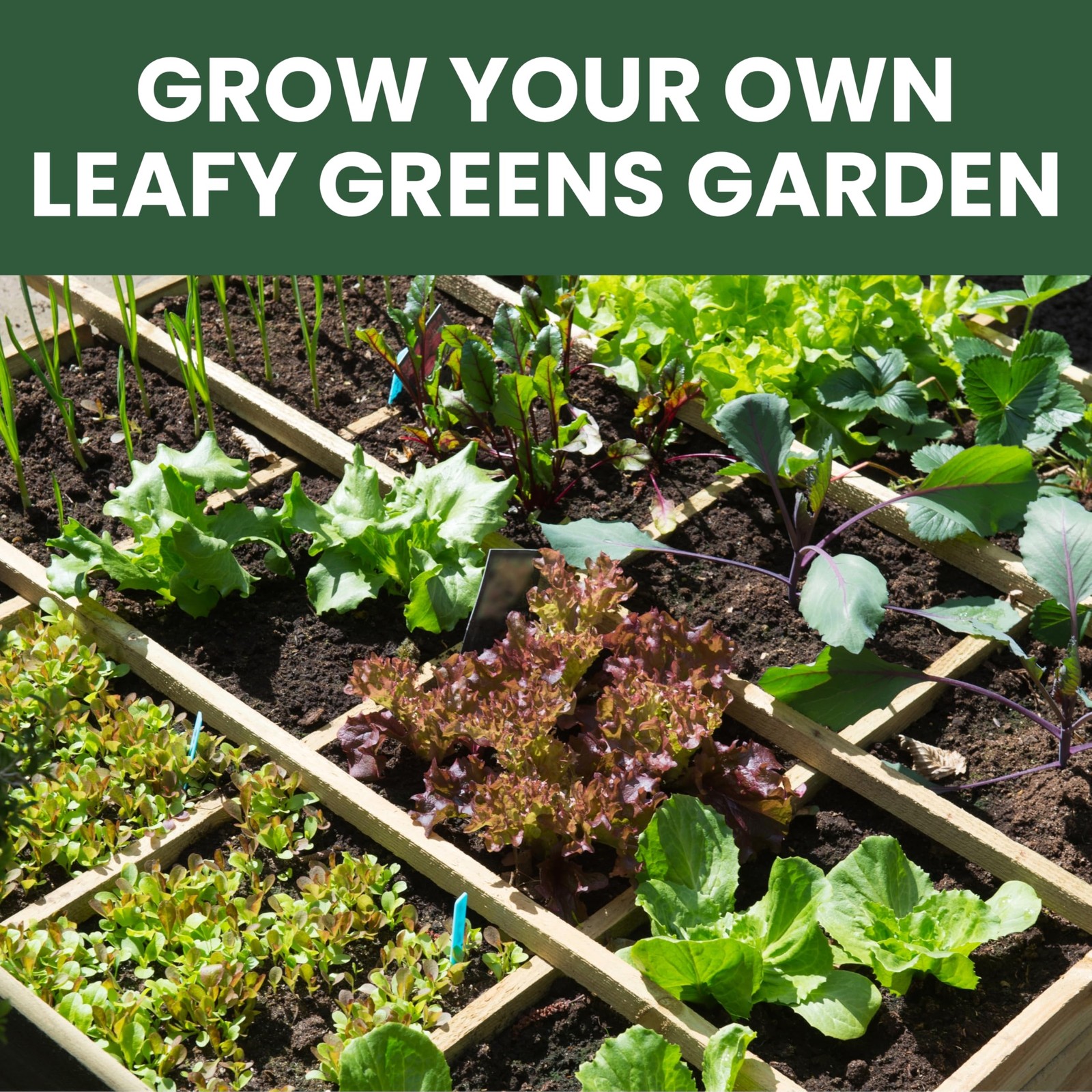 Non GMO Leafy Greens Seeds 10 Packs Planting Indoor Outdoor Garden Farm