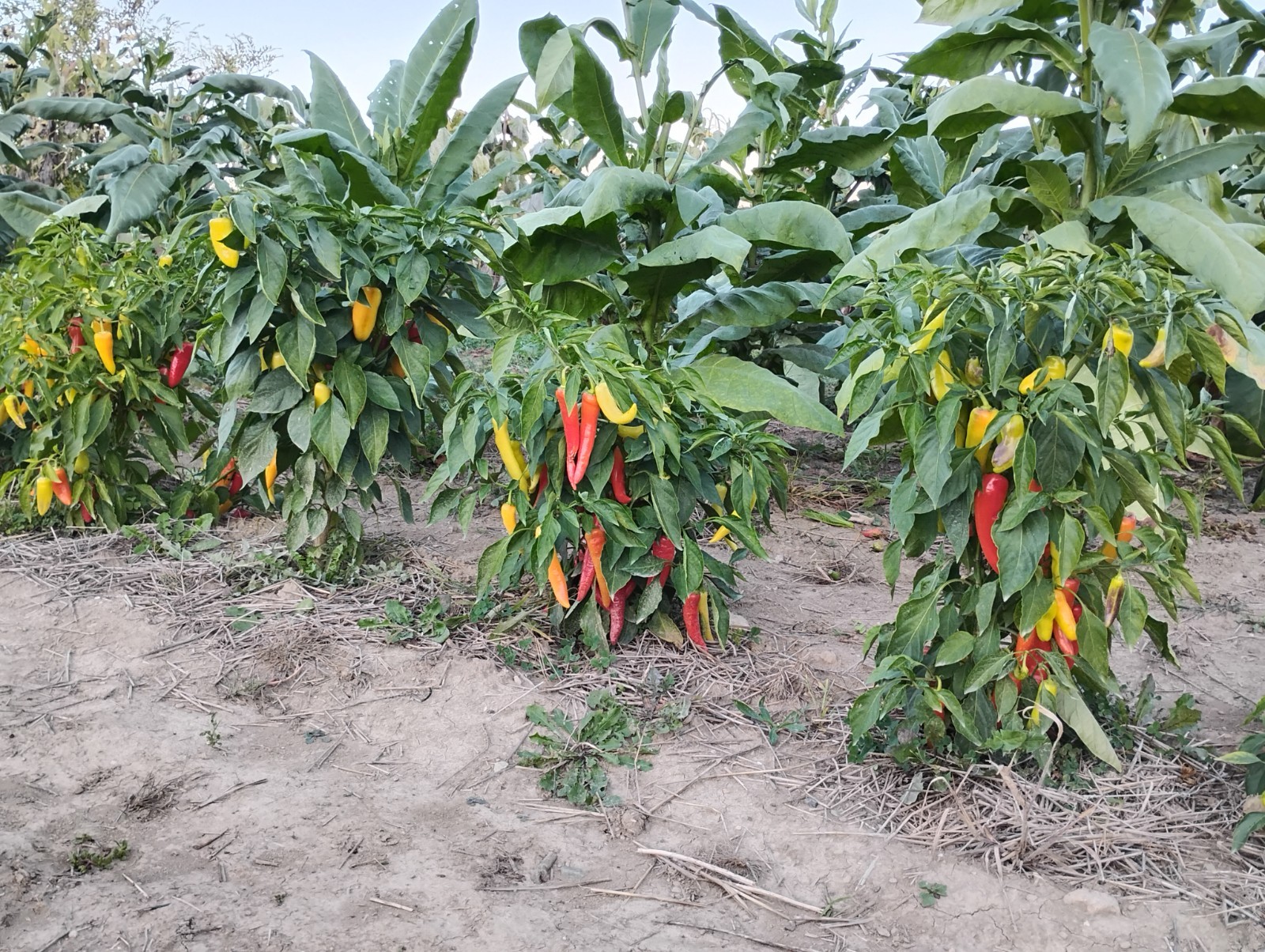 50 Ct. Great Lakes Mild & Sweet Pepper Seeds – Organic, Non-GMO, Michigan Grown