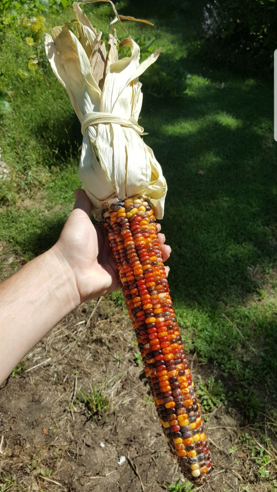 Rare Giant Indian Corn Seeds X50!Colorful Massive Ears!Ornamental! Easy To Grow!