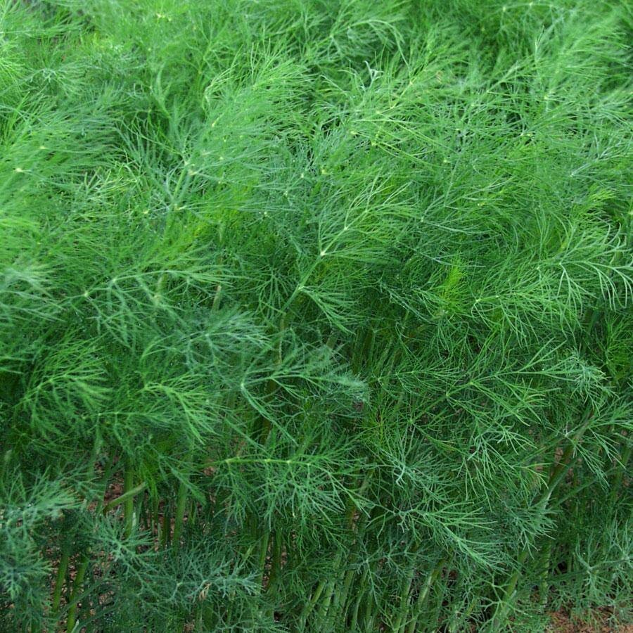 Dill Mammoth Long Island Seeds 500+ Anethum Graveolens Herb Spice USA FREE S&H