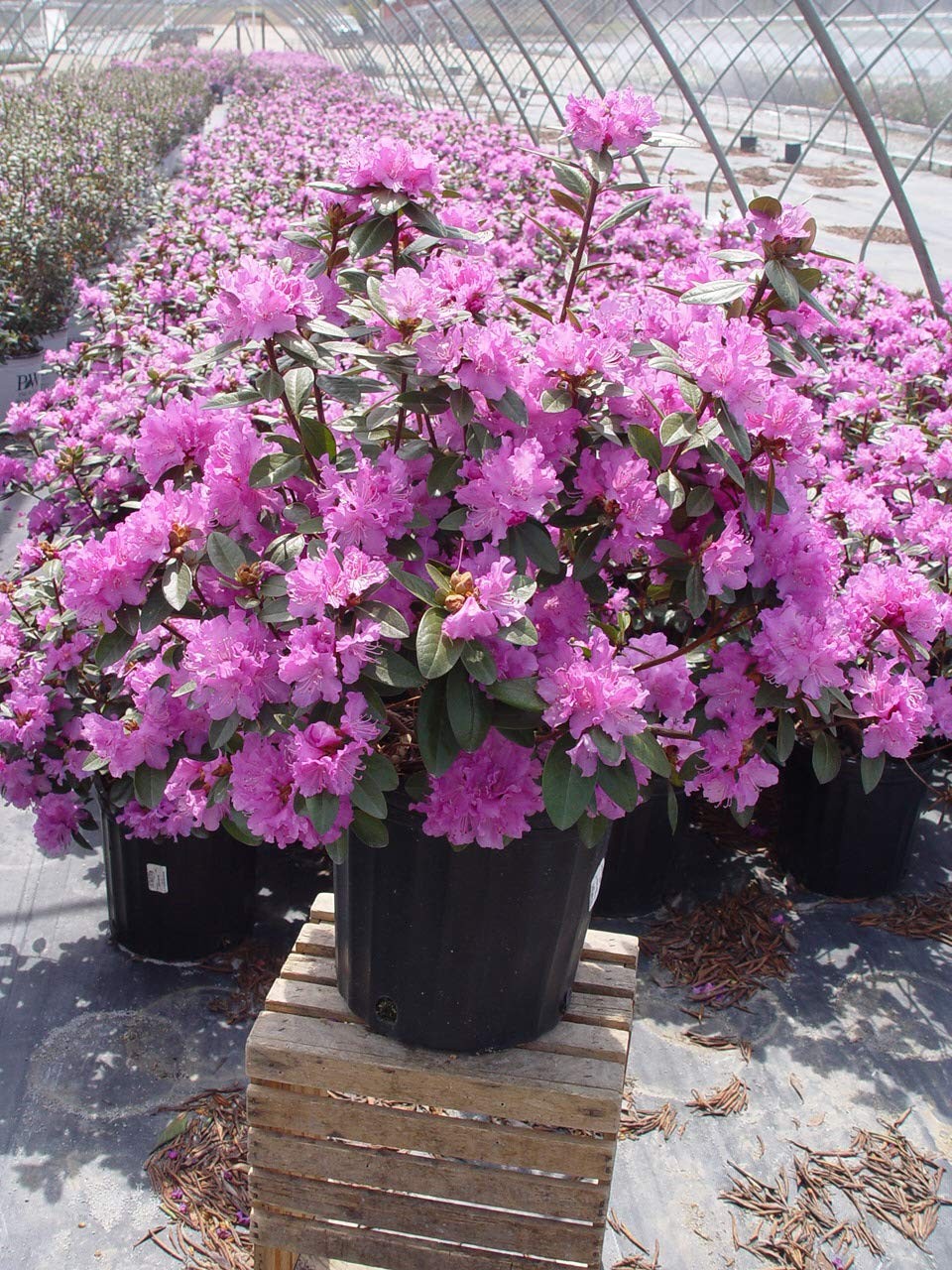 Live Plant, Rhododendron X `PJM Elite` Evergreen Lavender Flowers, 3-Gallon F…