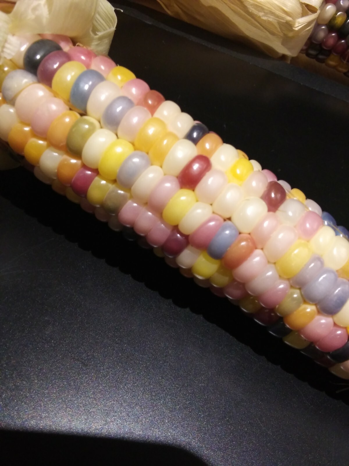 100 GLASS GEM INDIAN CORN SEEDS 2021 HARVEST