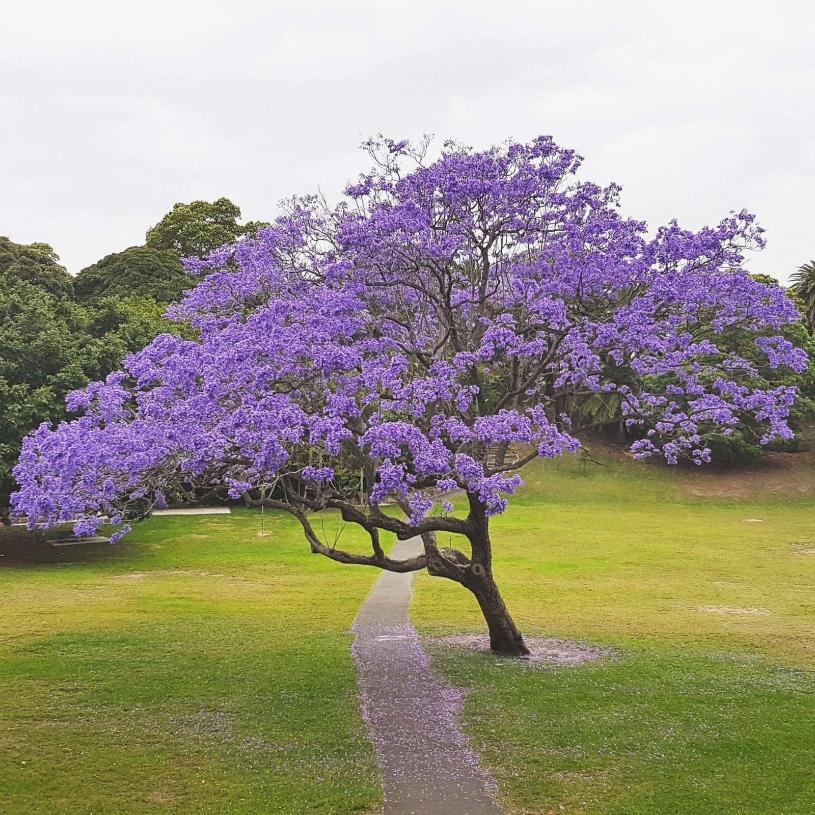 Jacaranda Mimosifolia Bonsai Tree Seeds (1,000 Seeds) + Growing Instructions