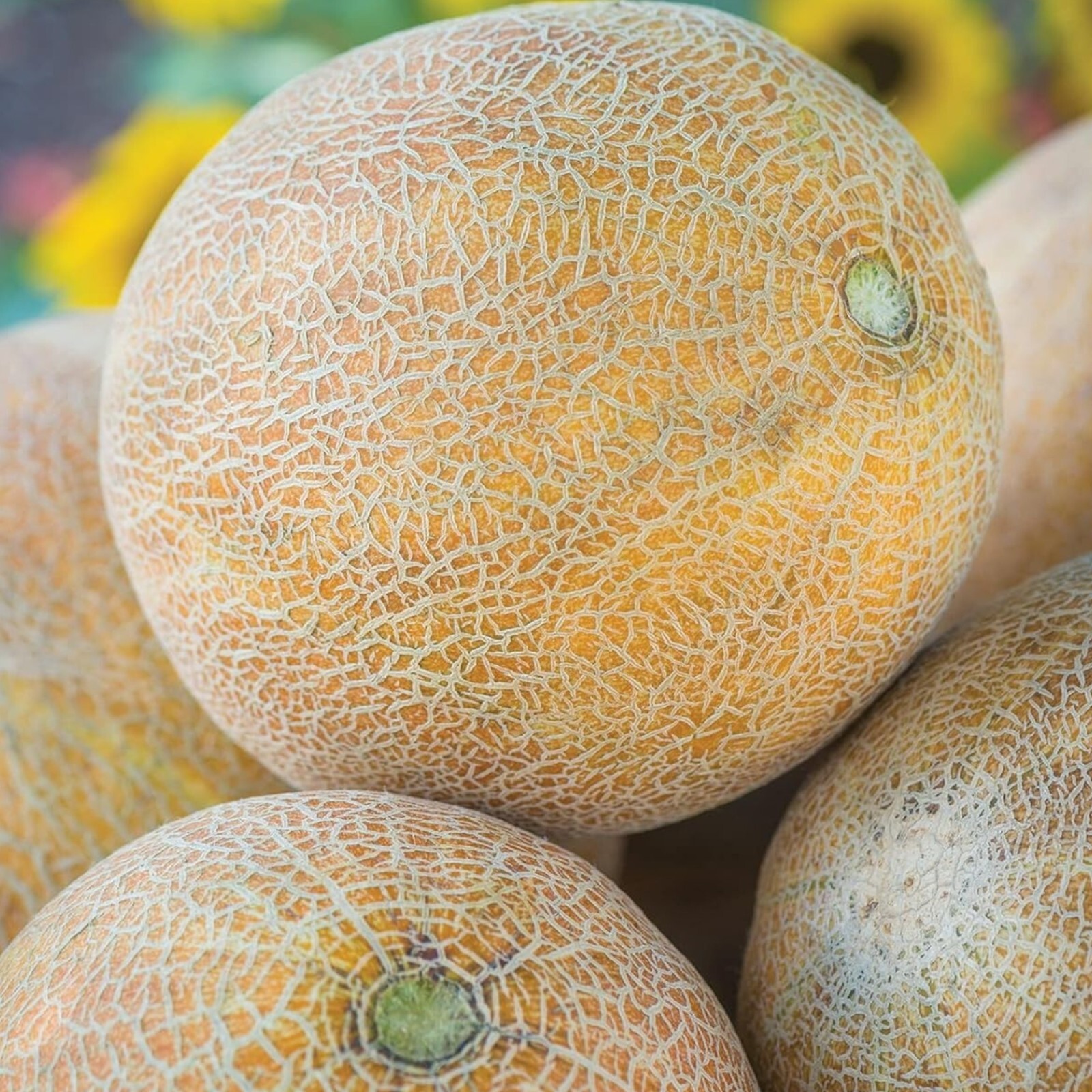 25pcs Cantaloupe Melon Seeds – Sweet Heirloom Variety for Home Gardens