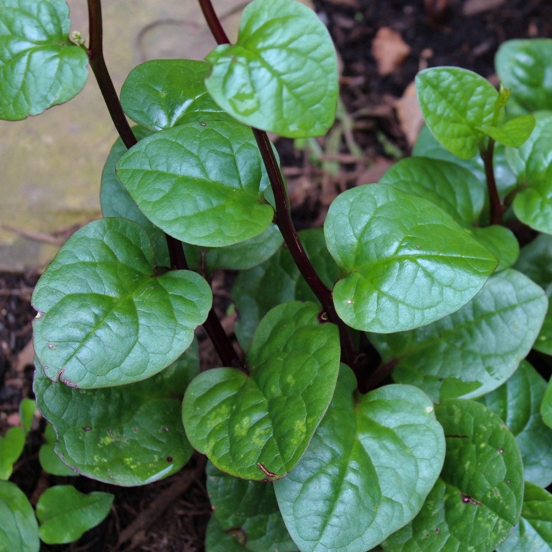 Fresh Red Malabar Spinach Seeds | Mong Toi | Heirloom Non-GMO | Asian Vegetable