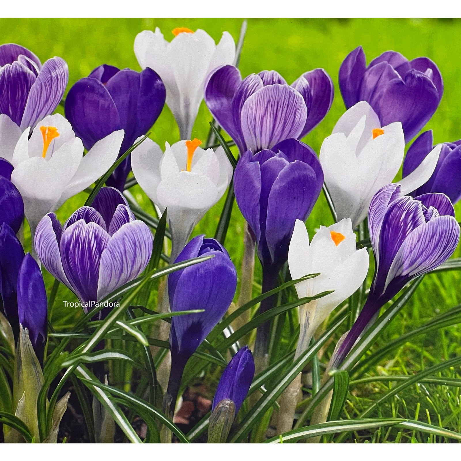 Jumbo Large Cronus Flower Bulbs Giant Size Bulb for Healthy Plant Purple White