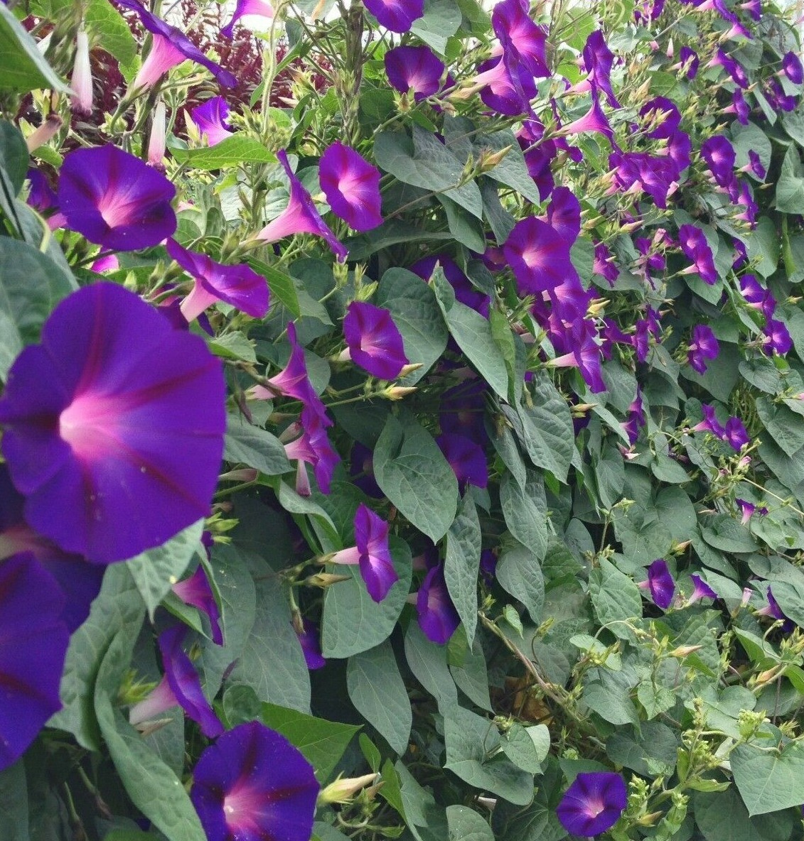 GRANDPA OTT MORNING GLORY SEEDS 30+ IPOMOEA annual FLOWER PURPLE FREE SHIPPING
