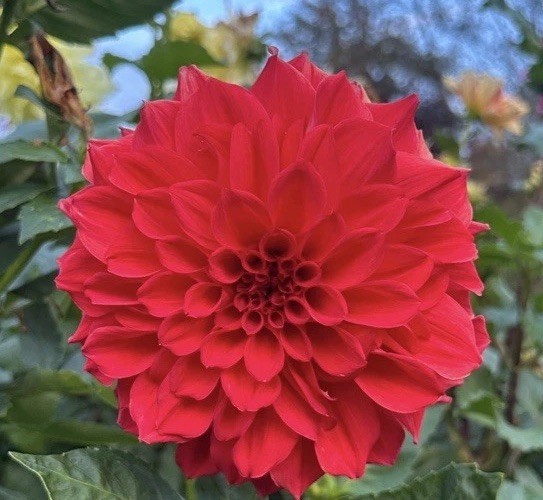 LOT~3 Ball/Pompom Dahlia Bulbs/Tubers~AMISH RED~Bright Flowers~Great For Cutting