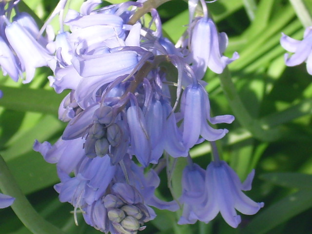 50 WOOD HYACINTH SEEDS / SPANISH BLUEBELL – pretty white , blue + pink blooms