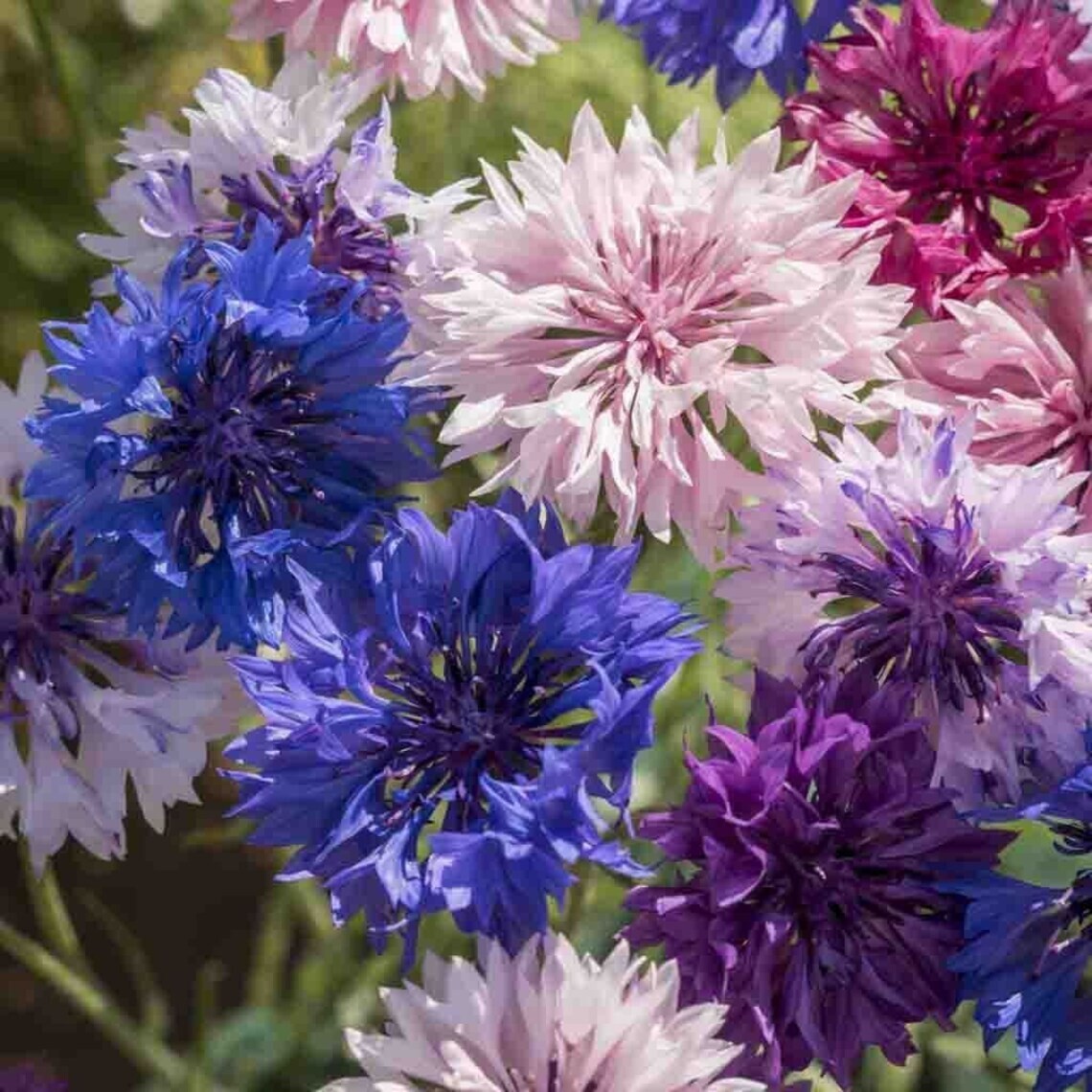 100 Bachelor Button Dwarf Polka Dot Mix Seeds, Dwarf Centaurea, FREE SHIPPING