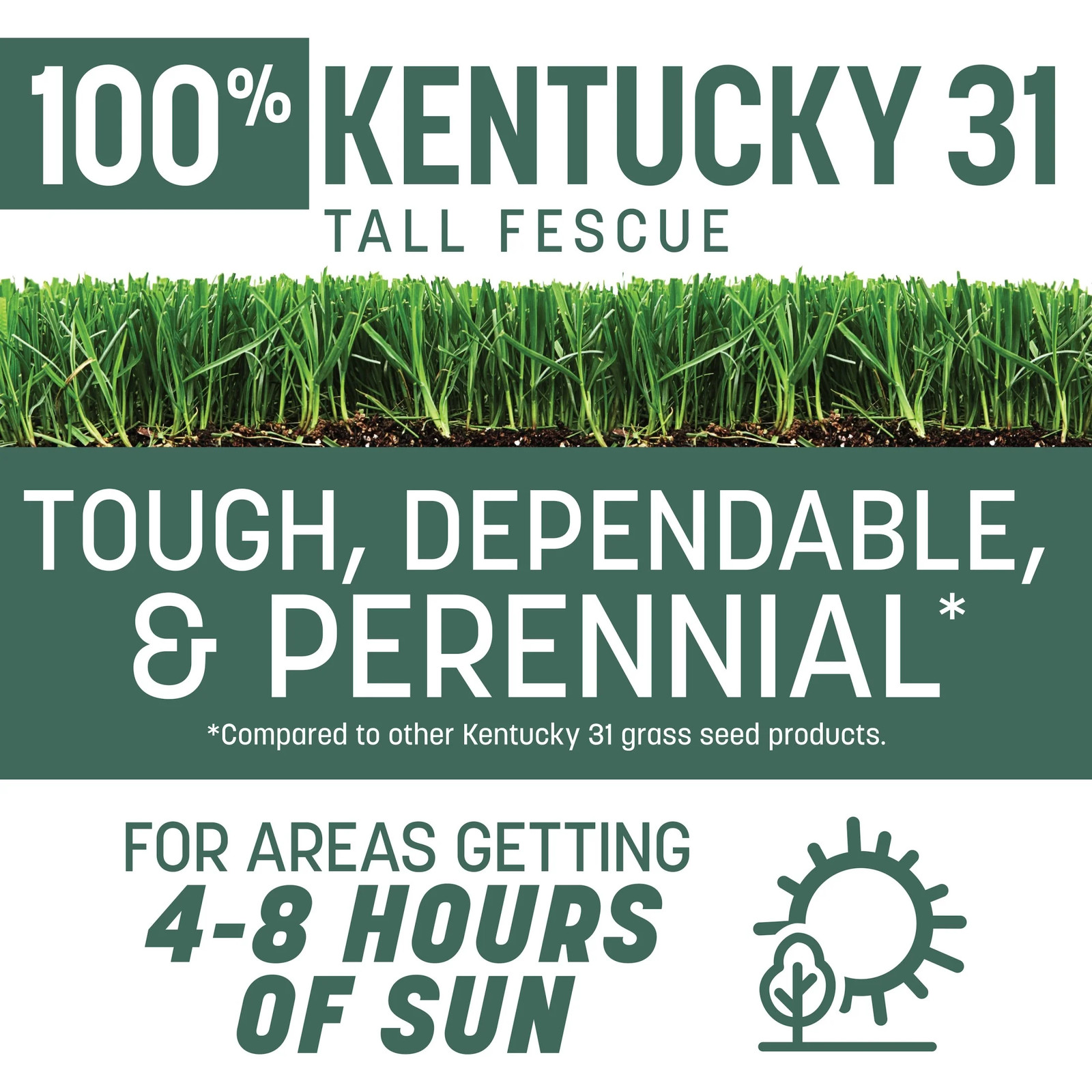 Kentucky 31 Tall Fescue Grass Seeds for Lawn, for Sun to Partial Shade, 7 Lb