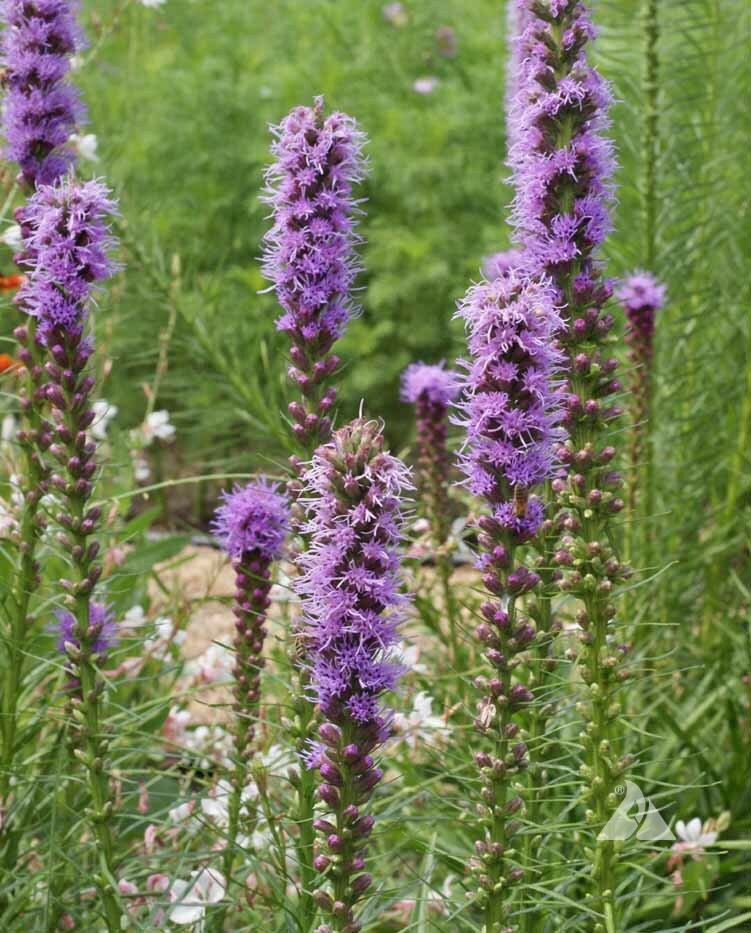 GAYFEATHER (Marsh Blazingstar) CutFlowers Perennial Honeybees Non-GMO 300 Seeds