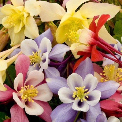 2,500+ Stratified McKana Giants Mixed Columbine Flower Seeds Multiple Colors